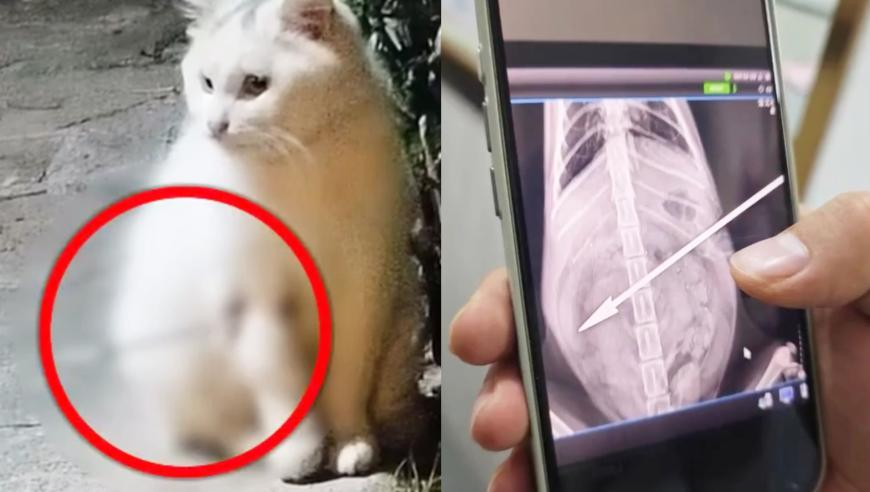 7777788888免费管家婆网,小猪佩奇猪妈妈宣布怀三胎,重点解答解释落实_破例版V15.76