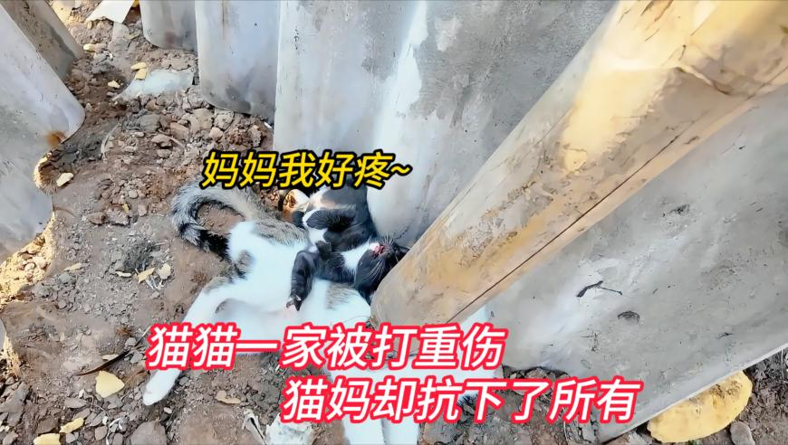 噢门开奖结果,哪吒2在港上映次日票房逆跌,整体规划执行讲解_完整版V14.36