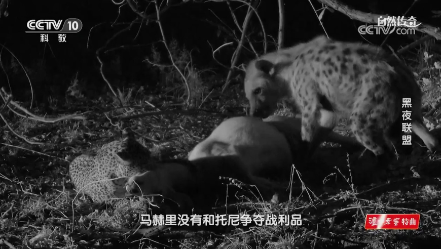 澳门今晚必开一肖,虞书欣林一新剧网飞播出,经典解释落实_VR版V7.86